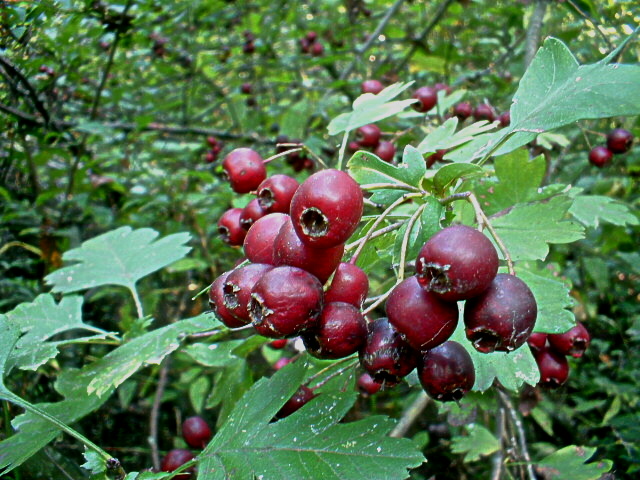 Rosso d''autunno